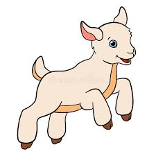 a goat